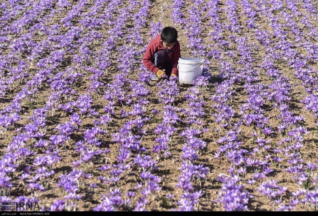 SAFFRON GIA VỊ TIỀN TỈ 2 Cánh đồng Saffron