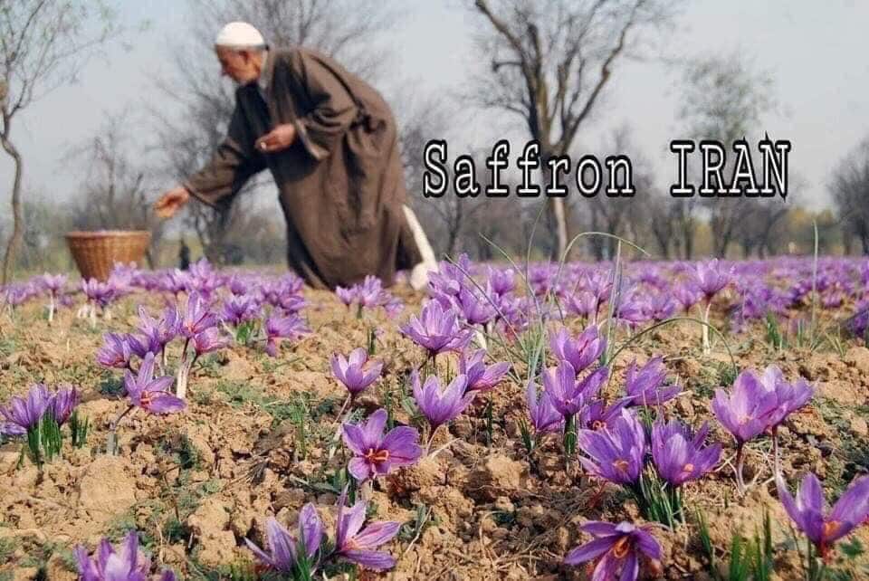 SAFFRON GIA VỊ TIỀN TỈ 1 Nông dân trồng Saffron