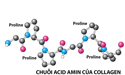 COLLAGEN LÀ GÌ? 2 CHUỖI ACID AMIN CỦA COLLAGEN
