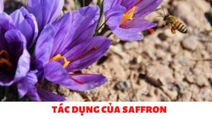 tác dụng của saffron