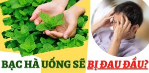 Uống nhiều bạc hà bị Đau đầu