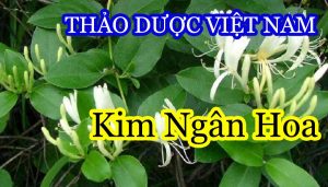 anh nen kim ngan hoa