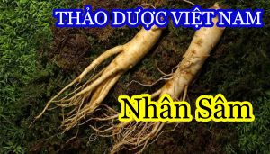 anh nen nhan sam