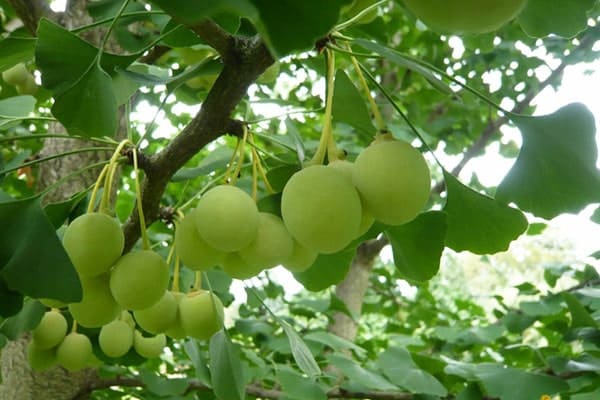 Thảo Dược Việt Nam - Cây Bạch Quả 1 Thảo Dược Việt Nam - Cây Bạch Quả