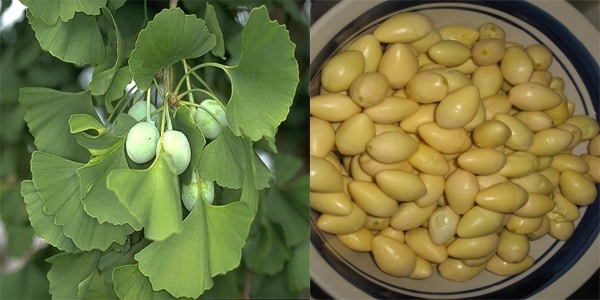 Thảo Dược Việt Nam - Cây Bạch Quả 2 Cây Bách Quả