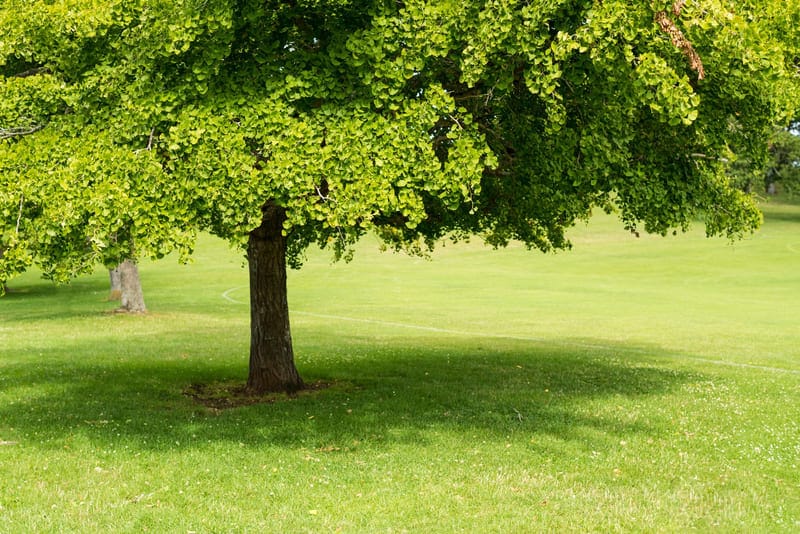 Thảo Dược Việt Nam - Cây Bạch Quả 3 Cây Bạch Quả có rất nhiều công dụng trong phòng và chữa bệnh