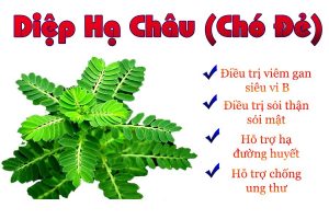 GAN LÊN TIẾNG KÊU CỨU ĐỪNG CHỦ QUAN XEM THƯỜNG!! 6 cho de