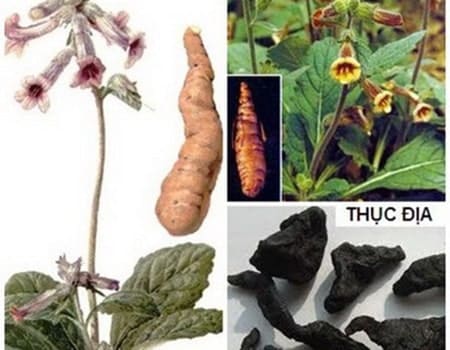 Thảo Dược Việt Nam - Thục Địa 3 Thục địa