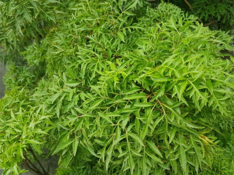Thảo Dược Việt Nam - Cây Đinh Lăng 3 Cây Đinh Lăng có rất nhiều công dụng
