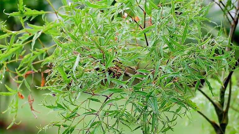 Thảo Dược Việt Nam - Cây Đinh Lăng 1 Thảo Dược Việt Nam - Cây Đinh Lăng