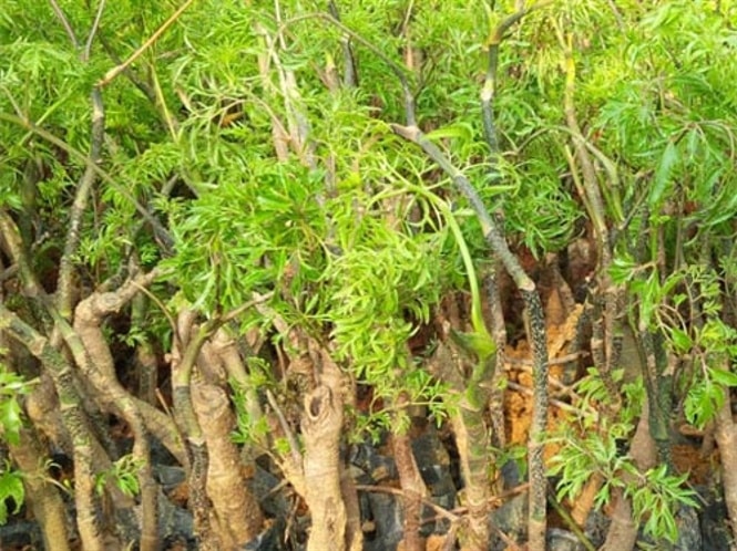 Thảo Dược Việt Nam - Cây Đinh Lăng 2 Cây ĐInh Lăng