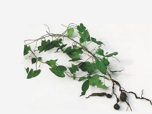 Cây Thuốc Quý Việt Nam - Hà Thủ Ô - Phần 1 1 Cây Thuốc Quý Việt Nam - Hà Thủ Ô