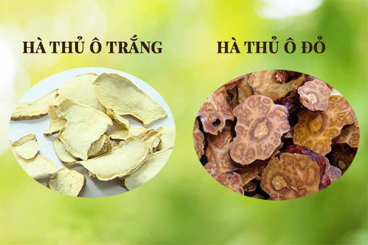 Cây Thuốc Quý Việt Nam - Hà Thủ Ô - Phần 1 2 Có 2 Loại Hà Thủ Ô: Trắng và Đỏ