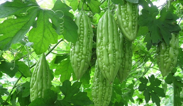 Cây Thuốc Quý Việt Nam - Cây khổ qua 2 Khổ Qua - Mướp Đắng