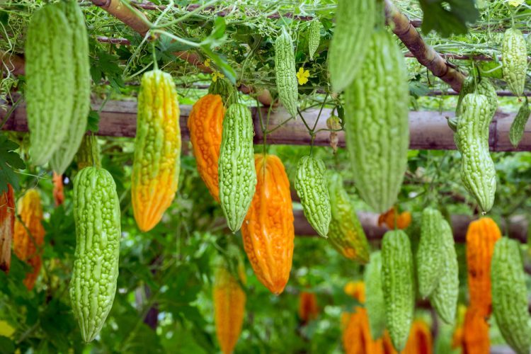 Cây Thuốc Quý Việt Nam - Cây khổ qua 3 Khổ Qua - Mướp Đắng