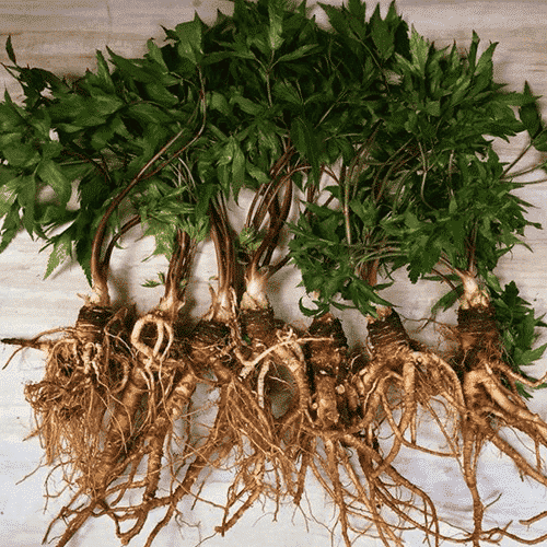 Thảo Dược Việt Nam - Đương Quy 1 Đương Quy