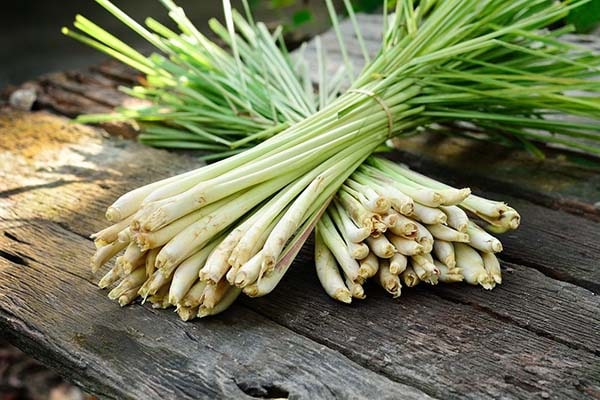 Thảo Dược Việt Nam - Cây Sả 2 Cây Sả