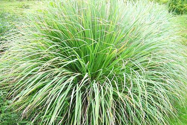 Thảo Dược Việt Nam - Cây Sả 1 Thảo Dược Việt Nam - Cây Sả