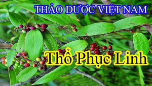 tho phuc linh anh bia 22