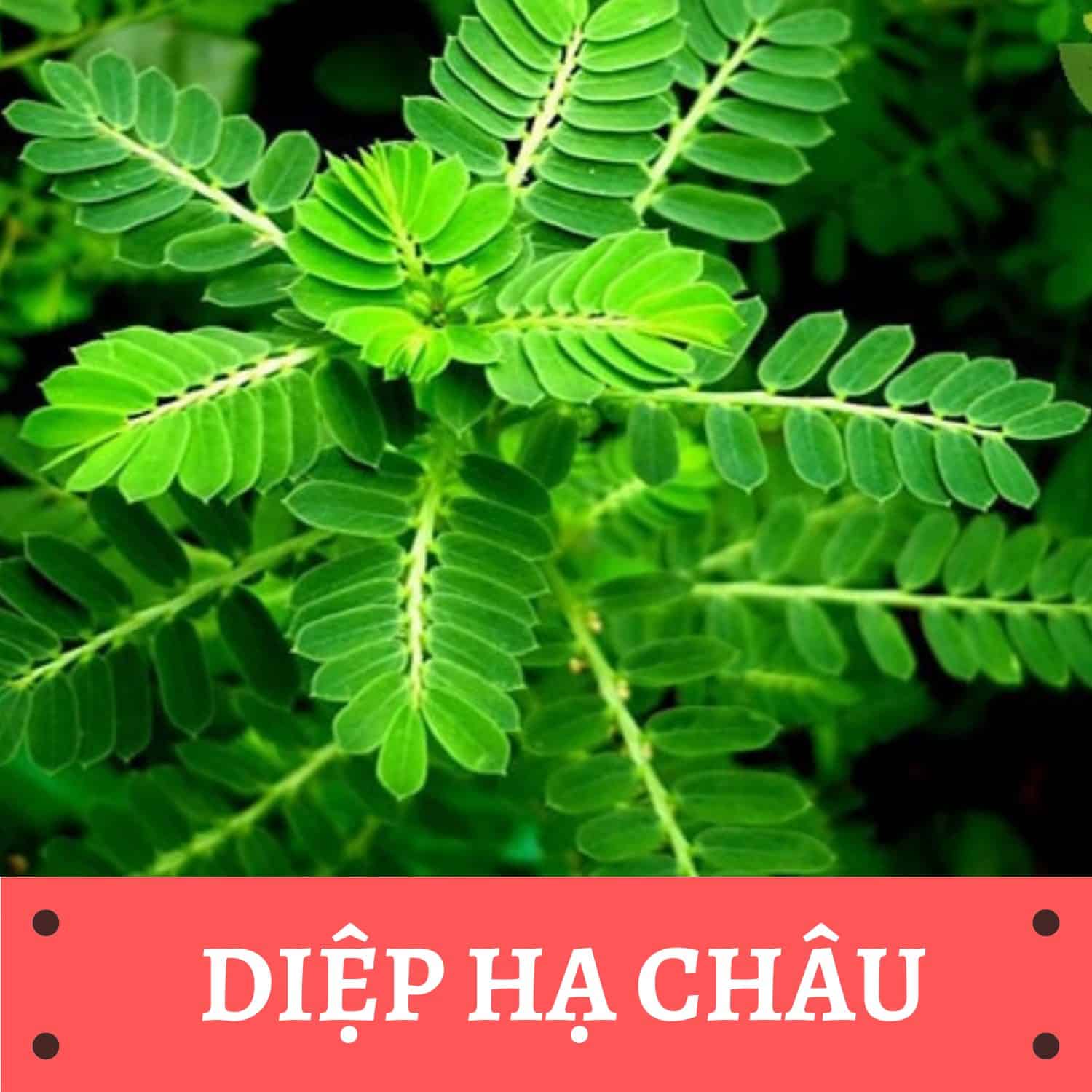 Bật mí 5 loại Thảo dược Mát Gan Giải Độc tuyệt vời 3 Diệp hạ châu