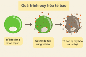 Gốc tự do ảnh hưởng đến tế bào