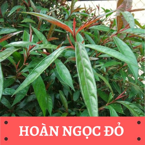 Bật mí 5 thảo dược ngừa u xơ, u nang 3 Hoàn Ngọc Đỏ