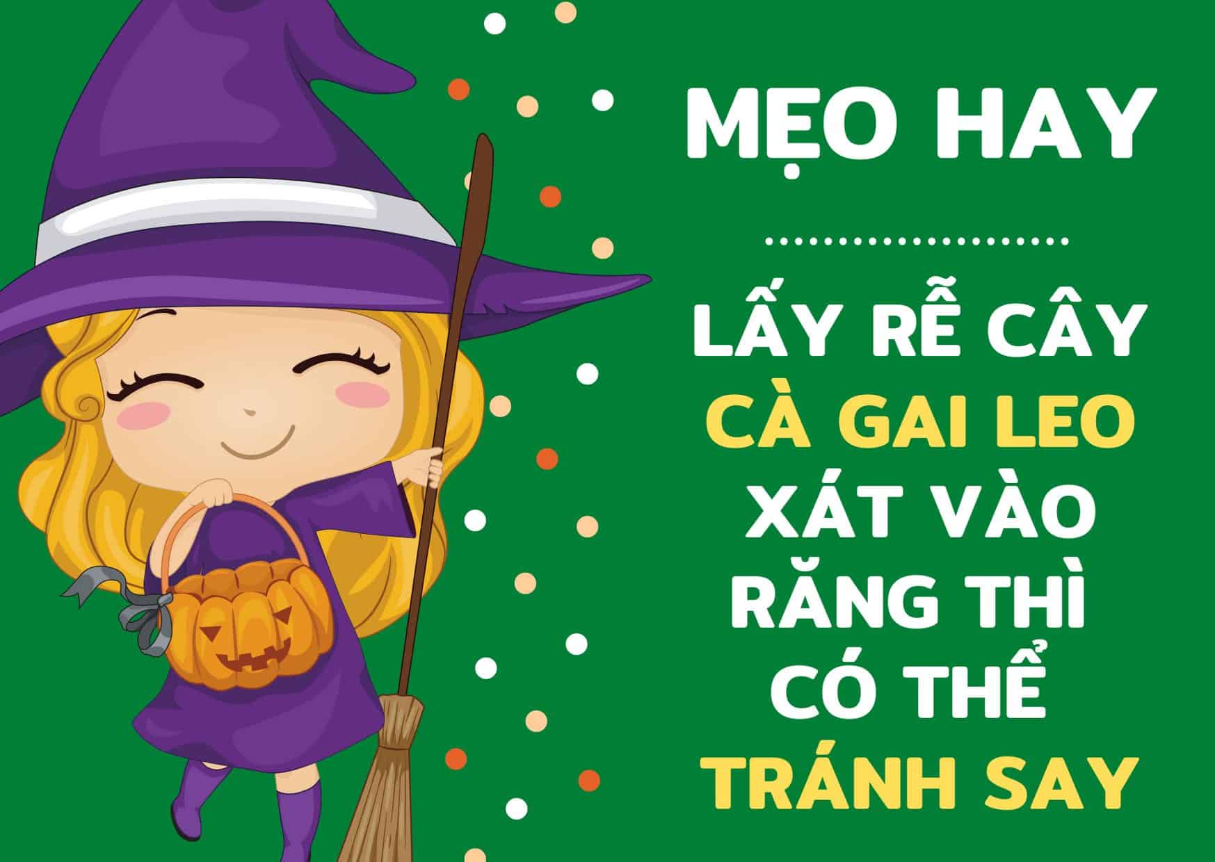 Tiết lộ bí mật của THẦY PHÙ THỦY bào chế thảo dược Cà Gai Leo 