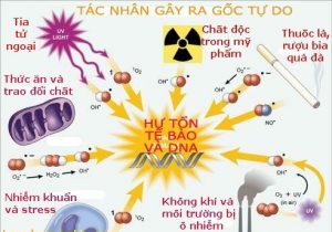Tác nhân gây ra gốc tự do