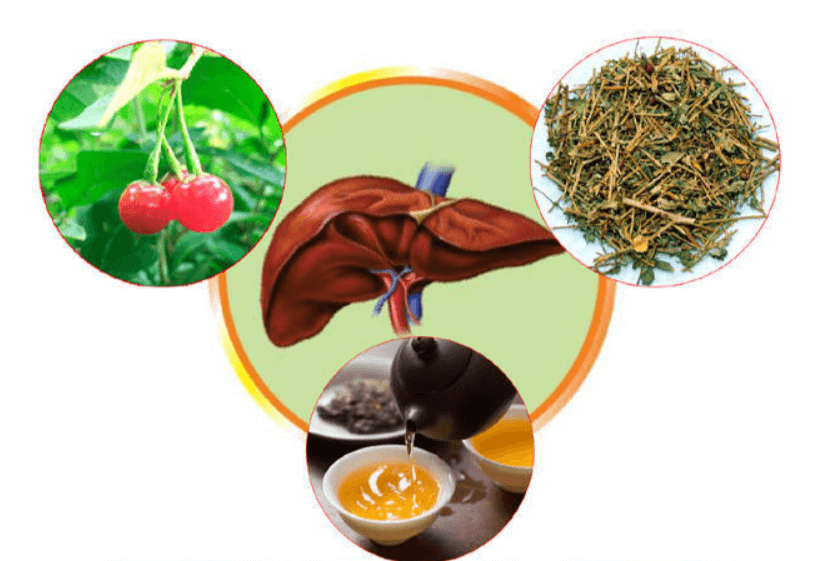 Cà gai leo chữa bệnh gì? Tác dụng của cà gai leo 2 ca day leo co tac dung tot