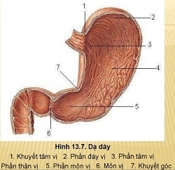 Cắt dạ dày có tiêu hóa được không? 1 cau tao da day 1