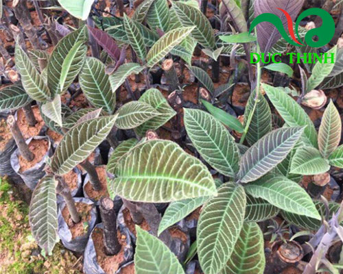 Các thảo dược tốt cho dạ dày 8 dạ dày 3