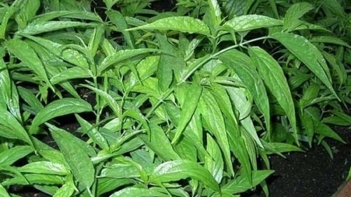 7 Tác Dụng "Bất Ngờ" Của Cây Hoàn Ngọc 1 Cây Hoàn Ngọc