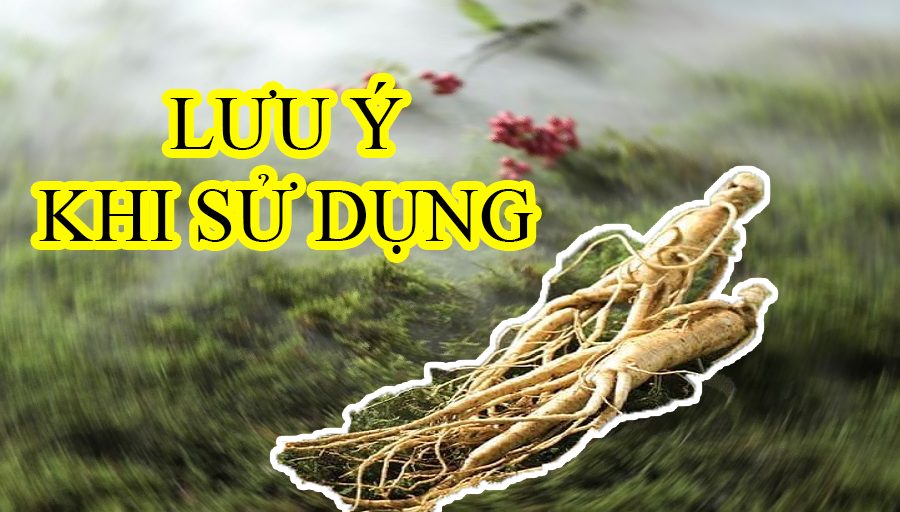 Nhân Sâm: "Linh Dược" Nhưng Cũng Không "Vạn Năng" !!! 2 Nhân Sâm: "Linh Dược" Nhưng Cũng Không "Vạn Năng" !!!