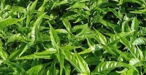 photo 3 1474944558746 206 69 419 485 crop 1474944653450 e1549852423348