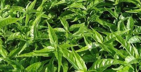 Những bài thuốc từ cây hoàn ngọc !! 1 Những bài thuốc với cây hoàn ngọc.