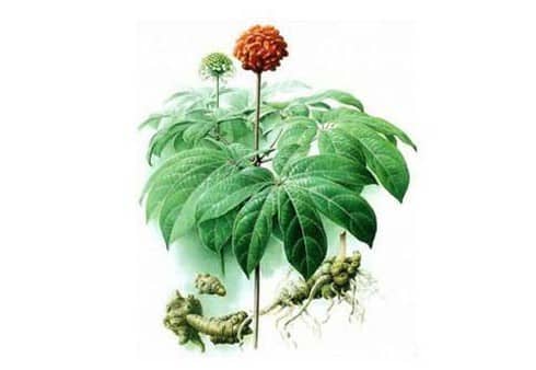 Thảo Dược Việt Nam - Tam Thất 1 Tam Thất