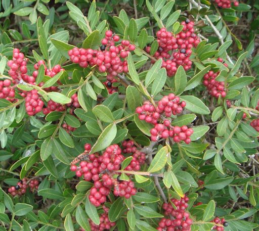 Thảo Dược Việt Nam - Nhũ Hương 1 Thảo Dược Việt Nam - Nhũ Hương