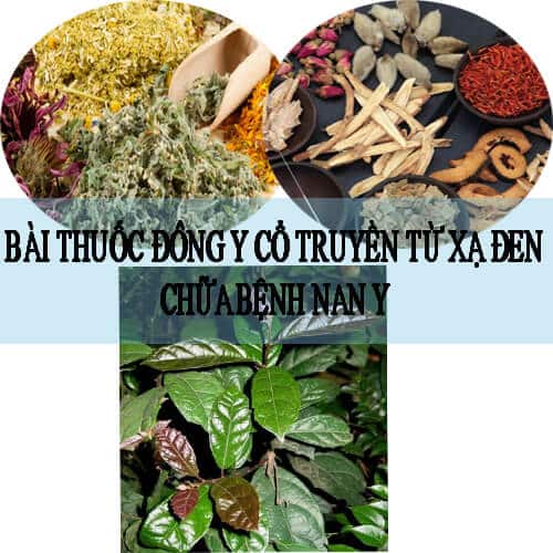 Cây xạ đen. Tác dụng của xạ đen 4 bai thuoc dong y co truyen tu xa den