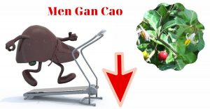 cà gai leo có hạ được men gan cao