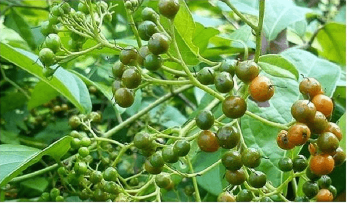 cà gai leo xạ đen có hạ được men gan cao 1