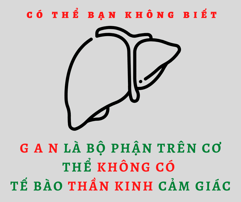 Cà Gai Leo Xạ Đen - Giải độc mát GAN hiệu quả nhất 1 gan không có tế bào thần kinh cảm giác