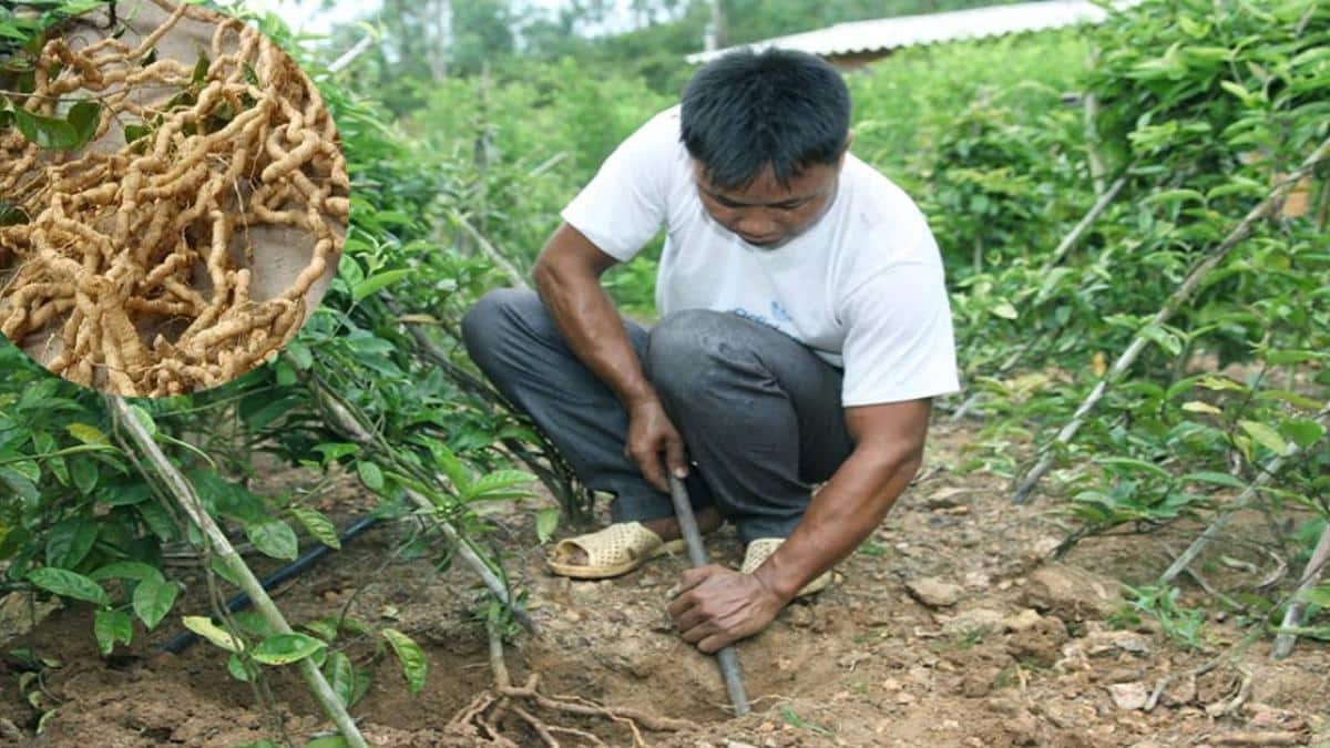 rễ cây ba kích 2