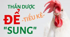 thần dược để tiểu kê sung mãn