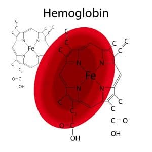 sắt giúp tổng hợp Hemoglobin