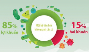 hệ tiêu hóa khỏe mạnh