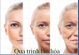 quá trình lão hóa