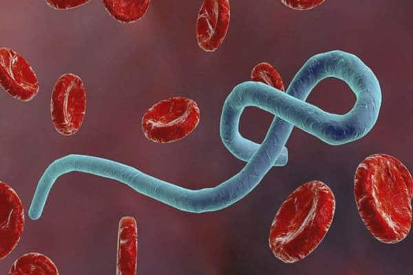 Virus Ebola