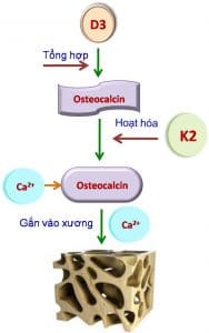 Mk7 giúp chuyển hóa Ostecalcin gắn calci vào xương