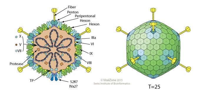 Đau Mắt Đỏ - Nguyên Nhân Và Triệu Chứng 2 Virus đau mắt đỏ