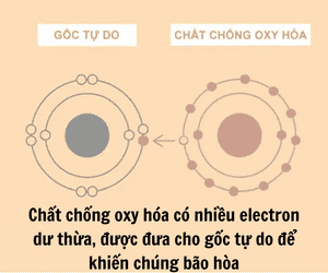 Tìm Hiểu Về Chất Chống Oxy Hóa 2 Cơ chế hoạt động của Gốc tự do và Chất chống Oxy hóa
